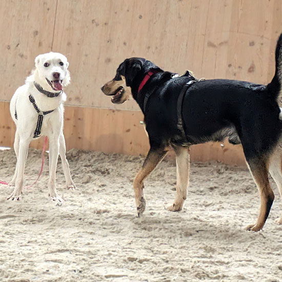 Junghunde beim Ueben