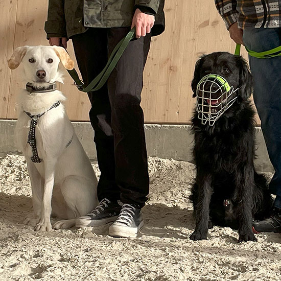 junge Hunde sitzen nebeneinander