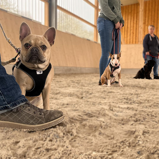 junge Hunde in der Gruppe beim Trainieren