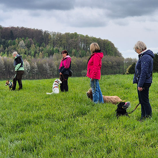 mehrere Hunde an der Leine liegen neben ihren Menschen im Gras