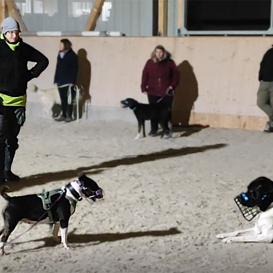 Hunde mit Maulkorb und an der Leine beschnuppern sich unter Aufsicht von Freya