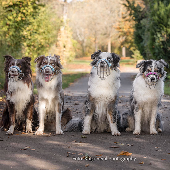 Eine Gruppe von Hunden mit Maulkorb