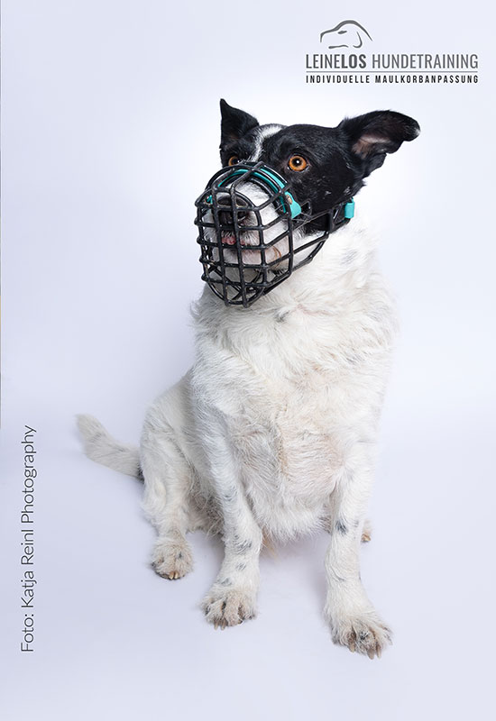 Hund mit Maulkorb