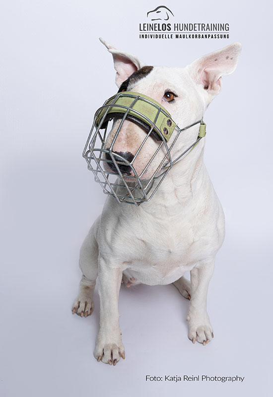 Hund mit Maulkorb